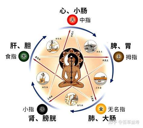 食指代表器官|看五指，知五脏，手指对应人体各个系统，赶快对照看看自己的手。